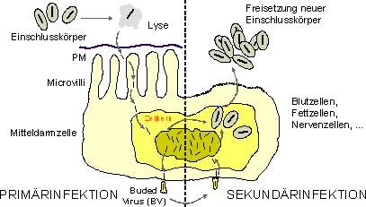 Infektion einer Apfelwicklerlarve mit dem Graulosevirus